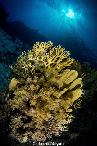 Yellow Corals by Taner Atilgan 